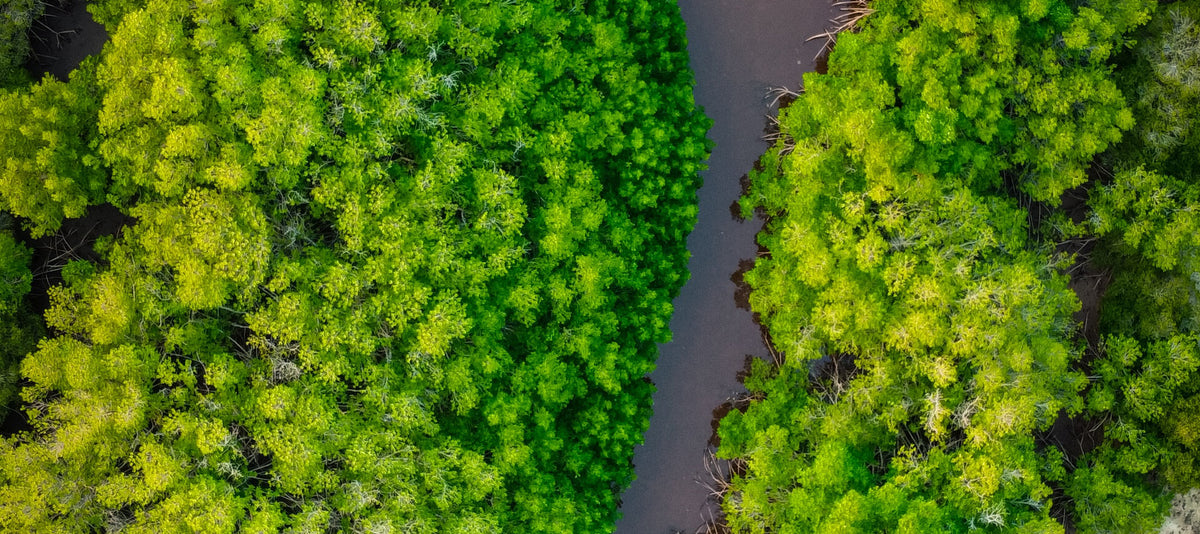 What is Green Friday at Osmology?