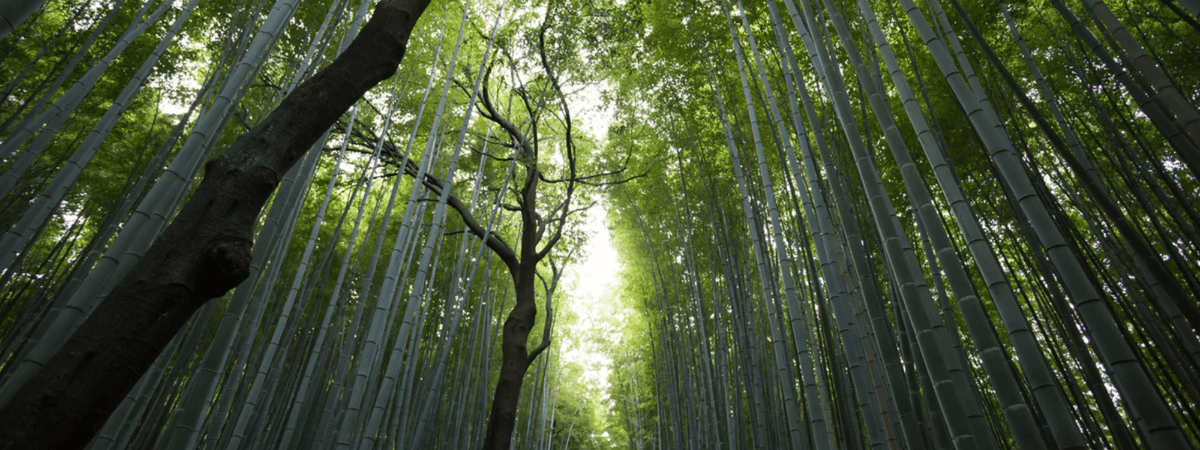 Our Favourite Environmental Books and TV Shows