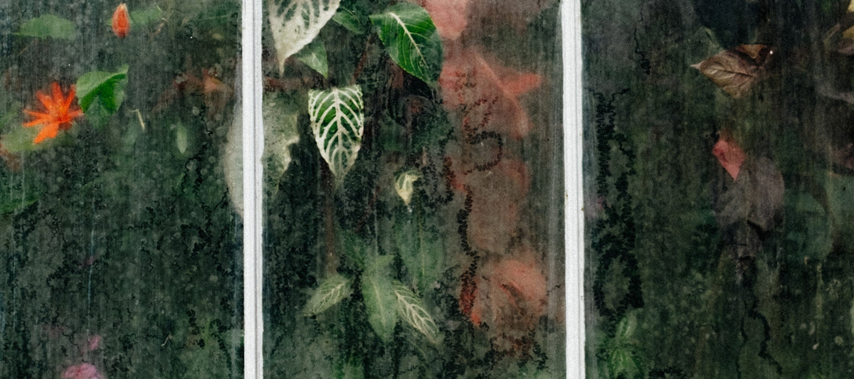 How can house plants improve your mental health